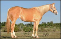 /album/charmosa-firewater/charmosa-1-jpg/